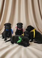 Herder PUPS ZWART VEO werkhonden met Stamboom, Dieren en Toebehoren, Rabiës (hondsdolheid), 8 tot 15 weken, Meerdere, Meerdere dieren