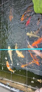Prachtige kwaliteit koi karpers, Dieren en Toebehoren, Vissen | Vijvervissen, Karper of Koi