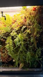 Paludarium 80x50x50 dutch rana gifkikker, Ophalen of Verzenden, Zo goed als nieuw