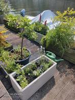 Houseboat for rent max 1 week, 50 m² of meer, Amsterdam