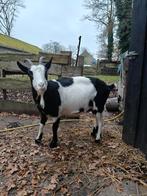 Mooie grote bonte geit te koop, Dieren en Toebehoren, Vrouwelijk, Geit, 3 tot 5 jaar