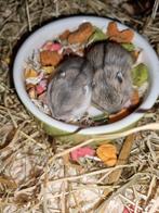 Hamstertjes, Campbelli, geboren 4-2-2024, Dieren en Toebehoren, Knaagdieren, Hamster