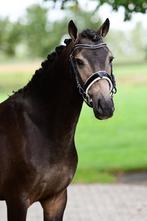3 jarige welsh d pony ruin donkere valk, Ruin, 3 tot 6 jaar, Onbeleerd, D pony (1.37m tot 1.48m)