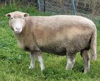 Dolly de Poll Dorset ooi, mak en lief, Dieren en Toebehoren, Schapen, Geiten en Varkens, Vrouwelijk, Schaap