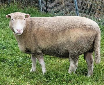Dolly de Poll Dorset ooi, mak en lief beschikbaar voor biedingen