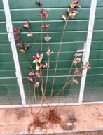 physocarpus opulifolius diabolo, Tuin en Terras, Volle zon, Vaste plant, Lente, Ophalen