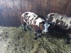 Zeer luxe jonge bonte dekram dekrammen, Dieren en Toebehoren, Schapen, Geiten en Varkens, Mannelijk, Schaap, 0 tot 2 jaar