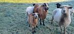Ram lam Barbados Blackbelly x Persian Blackhead, Dieren en Toebehoren, Schapen, Geiten en Varkens, Mannelijk, Schaap, 0 tot 2 jaar