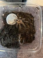 Grammostola pulchripes, Dieren en Toebehoren, Spin of Schorpioen
