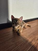 Kittens 8 weken oud zie omschrijving, Dieren en Toebehoren, Katten en Kittens | Raskatten | Korthaar, Kater, Ontwormd