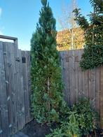 Conifeer zelf uitgraven! 325 cm, Ophalen, Volle zon, Overige soorten
