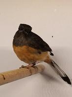 Te koop prachtige schamalijster pop, Dieren en Toebehoren, Vogels | Overige Vogels, Vrouwelijk, Wildzangvogel, Geringd