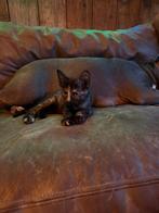 😻 Knuffelige kittens uit liefdevol nestje – mogen 5 decembe, Dieren en Toebehoren, Katten en Kittens | Overige Katten, Meerdere dieren