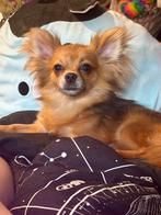 Taco SPOED, Dieren en Toebehoren, Honden | Chihuahua's en Gezelschapshonden, Reu, 1 tot 2 jaar, Eén hond, Chihuahua