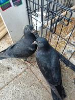Jonge postduiven, Meerdere dieren, Postduif