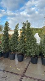 Lusitanica of Portugese laulier hoog 200/225 met kluit /pot, Tuin en Terras, Planten | Struiken en Hagen, Ophalen, Laurier, Haag