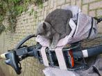 kittens, Dieren en Toebehoren, Katten en Kittens | Overige Katten, Meerdere dieren