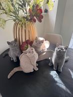 Brits /britse korthaar kittens MET STAMBOOM, Gechipt, 0 tot 2 jaar