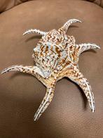 Mooie Lambis zee schelp, Ophalen of Verzenden, Zo goed als nieuw, Nvt, Nvt