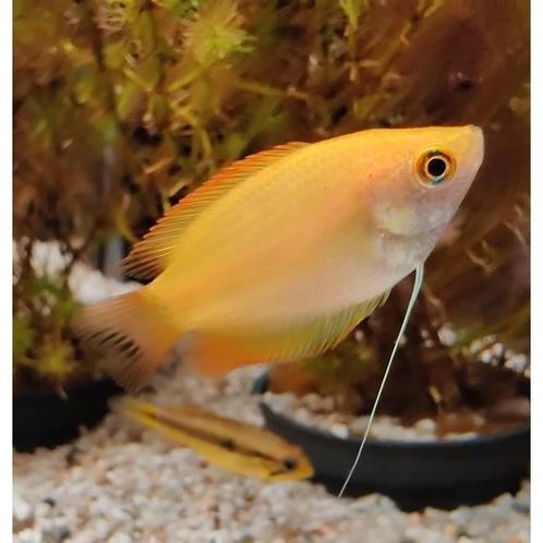 Colisa chuna, Dieren en Toebehoren, Vissen | Aquariumvissen, Vis