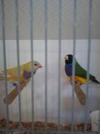 Te koop Koppel natuurbroed Gouldamadine, Dieren en Toebehoren, Vogels | Parkieten en Papegaaien, Meerdere dieren, Parkiet