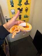 Python regius, Slang, 0 tot 2 jaar