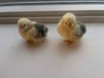 Wyandotte kuikens columbia, Dieren en Toebehoren, Pluimvee, Meerdere dieren, Kip