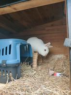 2 nog vrij jonge konijnen te koop, Meerdere dieren, Dwerg