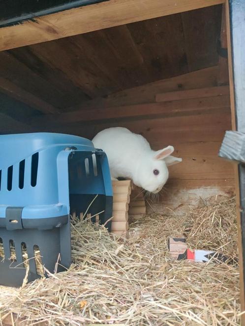 2 nog vrij jonge konijnen te koop, Dieren en Toebehoren, Konijnen, Dwerg, Meerdere dieren