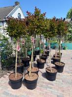Zaterdag 31 mei Oprit verkoop Nieuw-Buinen/ Buinerveen, Ophalen