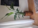 Sterzelia in schelpenvaas, Huis en Inrichting, Ophalen, Halfschaduw, Minder dan 100 cm
