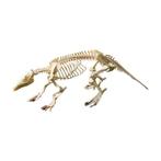 Skelet Aardvarken PREPARATENSHOP, Ophalen of Verzenden, Nieuw, Wild dier, Overige typen
