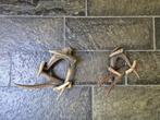 Ree gewei decoratie 2 stuks samen € 25 mancave jacht c41, Ophalen of Verzenden, Hert, Gewei of Kop