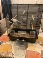 Mooi forse witte closter kanarie geringd met kooi, Dieren en Toebehoren, Vogels | Kanaries, Mannelijk, Zangkanarie