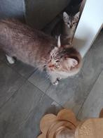 Lieve kruising Ragdoll kittens, Dieren en Toebehoren, Katten en Kittens | Overige Katten, Meerdere dieren, Kortharig, 0 tot 2 jaar