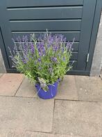 Lavendel, Tuin en Terras, Planten | Tuinplanten, Ophalen, Zomer, Overige soorten, Volle zon