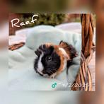 Baby beertje ter adoptie - Raaf - beschikbaar vanaf 1/3, Dieren en Toebehoren, Mannelijk, Cavia, Na 1 juli 2024, Tam