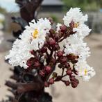 Lagerstroemia of Indische sering op stam hoogte 80 cm, Ophalen of Verzenden, Zomer, In pot