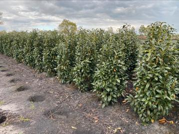 Prunus genolia. Smalblijvende laurier. 