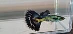 ACTIE ACTIE RASZUIVEREN GALAXY BLUE TAIL GUPPEN, Dieren en Toebehoren, Vissen | Aquariumvissen, Vis, Zoetwatervis