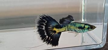 ACTIE ACTIE RASZUIVEREN GALAXY BLUE TAIL GUPPEN beschikbaar voor biedingen