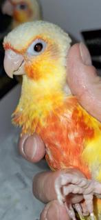 Pyrrhura molinea dilute opaline (Suncheek) jongen 2025, Geslacht onbekend, Parkiet, Tam
