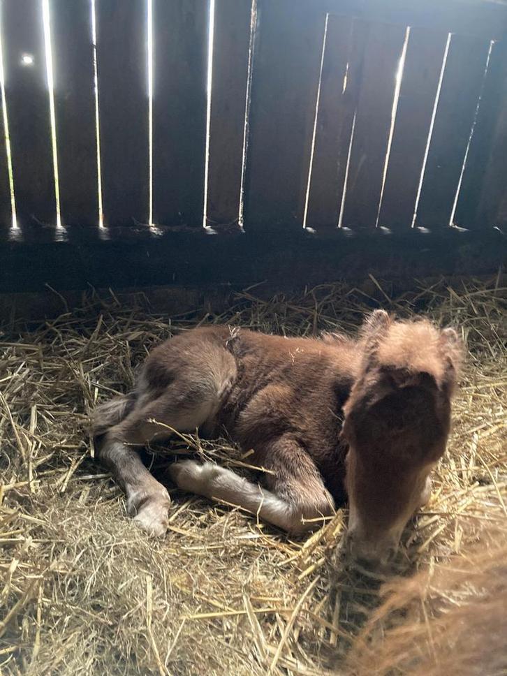 Hengstveulen te koop, Dieren en Toebehoren, Paarden, Hengst, Minder dan 160 cm, 0 tot 2 jaar, Ontwormd