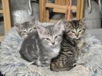 3 mooie boerderij kittens, Meerdere dieren, Kortharig, 0 tot 2 jaar