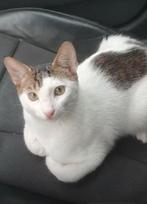 Cico zoekt een nieuw thuis! Gratis te adopteren., Dieren en Toebehoren, Katten en Kittens | Overige Katten, Poes, Langharig, 0 tot 2 jaar