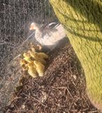 Muskeseende te koop, Dieren en Toebehoren, Vogels | Overige Vogels, Meerdere dieren, Tropenvogel