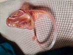 glas,  glazen object, Ophalen of Verzenden