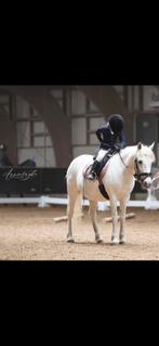 C pony, Dieren en Toebehoren, Paarden, Merrie, Minder dan 160 cm, B, 11 jaar of ouder