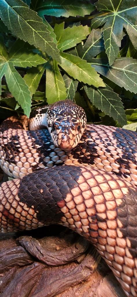 Dennenslang ( Stierslang )