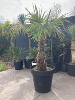 🌴Mooie grote Palm in pot Trachycarpus Fortunei palmboom 🌴, Tuin en Terras, Planten | Tuinplanten, Vaste plant, Ophalen of Verzenden
